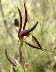 Lyperanthus suaveolens