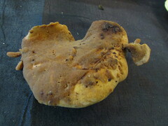 Cerioporus leptocephalus