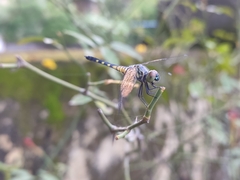 Brachydiplax sobrina