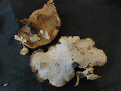 Cerioporus leptocephalus