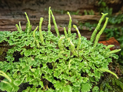 Cladonia ochrochlora