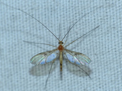 Macrocera inconcinna