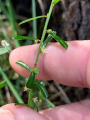 Phyllanthus hirtellus