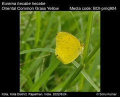 Eurema hecabe