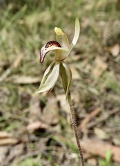 Caladenia tessellata