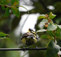 Machlolophus xanthogenys