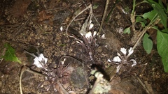 Thelephora penicillata