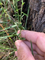 Phyllanthus hirtellus