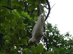 Cacatua goffiniana