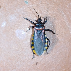 Brontostoma colossus