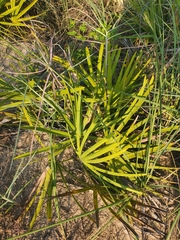 Serenoa repens