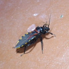 Brontostoma colossus