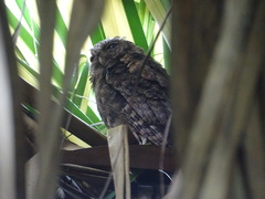 Otus lempiji