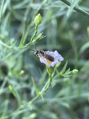 Halictidae