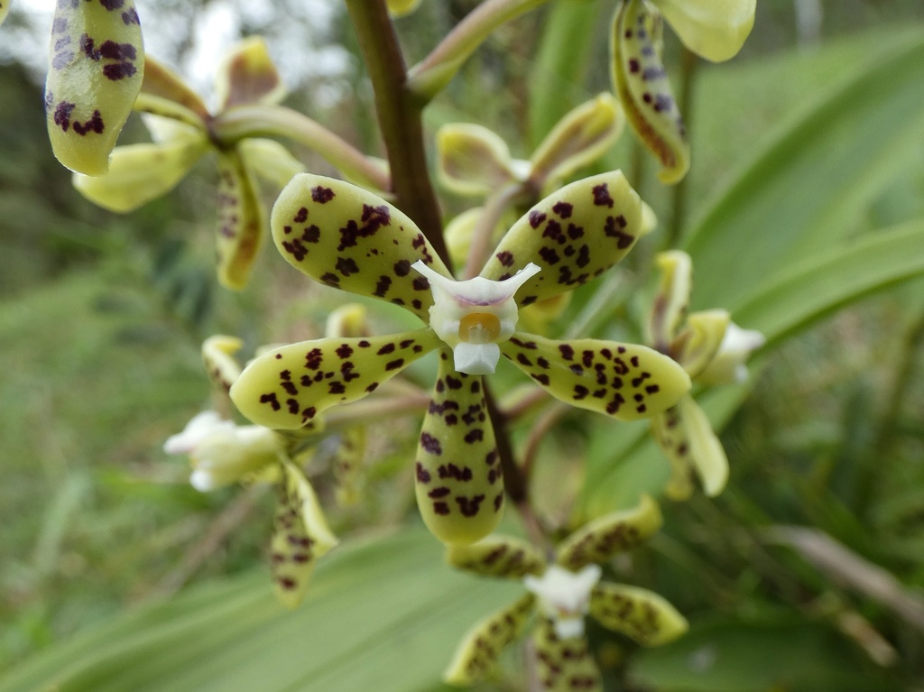 Prosthechea vespa