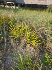 Serenoa repens