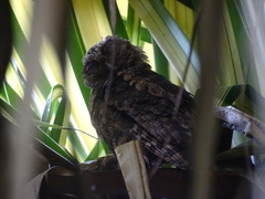 Otus lempiji