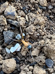 Camponotus