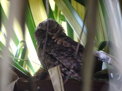 Otus lempiji