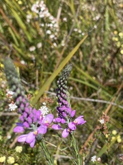 Comesperma