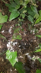 Thelephora penicillata