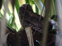 Otus lempiji