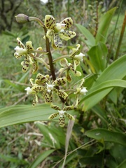 Prosthechea vespa