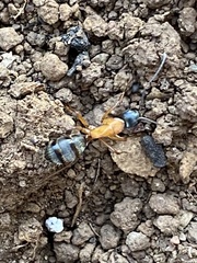 Camponotus