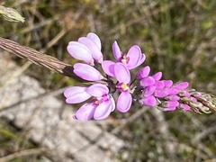 Comesperma