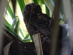 Otus lempiji