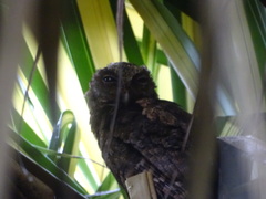 Otus lempiji