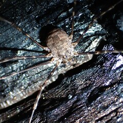 Leptobunus