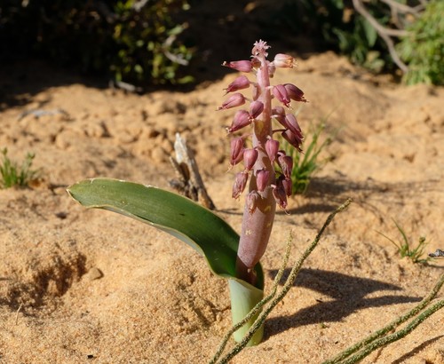 Sandveld Viooltjie (Lachenalia arenicola)