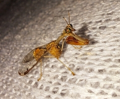 Dicromantispa interrupta