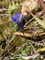 Gentianopsis thermalis