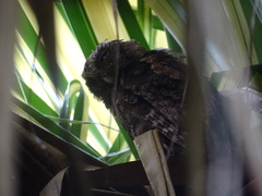 Otus lempiji