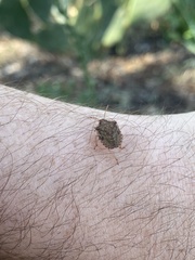 Agonoscelis puberula