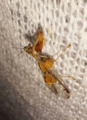 Dicromantispa interrupta