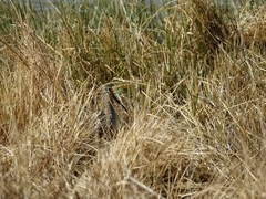 Gallinago magellanica