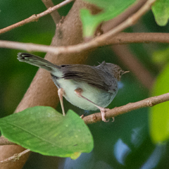 Orthotomus ruficeps