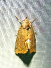 Hypsoropha hormos
