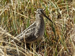 Gallinago magellanica