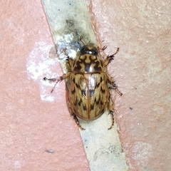 Cyclocephala