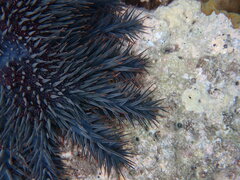 Acanthaster