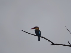 Pelargopsis capensis