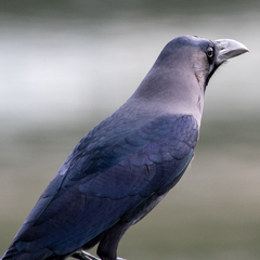 Corvus splendens