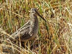 Gallinago magellanica