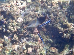 Labroides dimidiatus