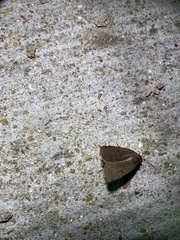 Condica sutor