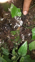 Thelephora penicillata